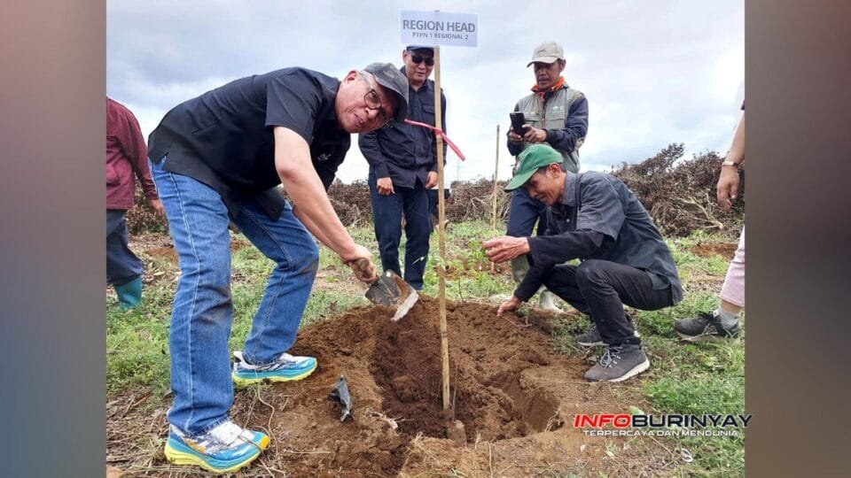 Region Head PTPN I Regional 2 Desmanto, menanam bibit teh di area Kebun Malabar sebagai simbol komitmen pemulihan setelah perusakan tanaman.