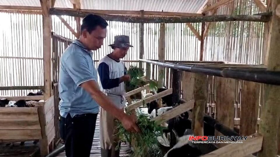 Ketua BUMDes Cikoneng Bersatu Aripin Samsudin memantau pemberian pakan domba pedaging di kandang koloni RW 06 Kampung Kebon Koneng Desa Cikoneng Pasirjambu