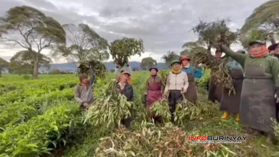 Pekerja kebun teh di kawasan Pangalengan menunjukkan tanaman teh yang dicabut akibat alih fungsi lahan perkebunan.