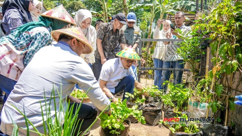 Bupati Bandung Dadang Supriatna bersama Wakil Kepala BGN Sony Sonjaya memanen sayuran dalam program Gertaman di Rumah Dinas Bupati Bandung