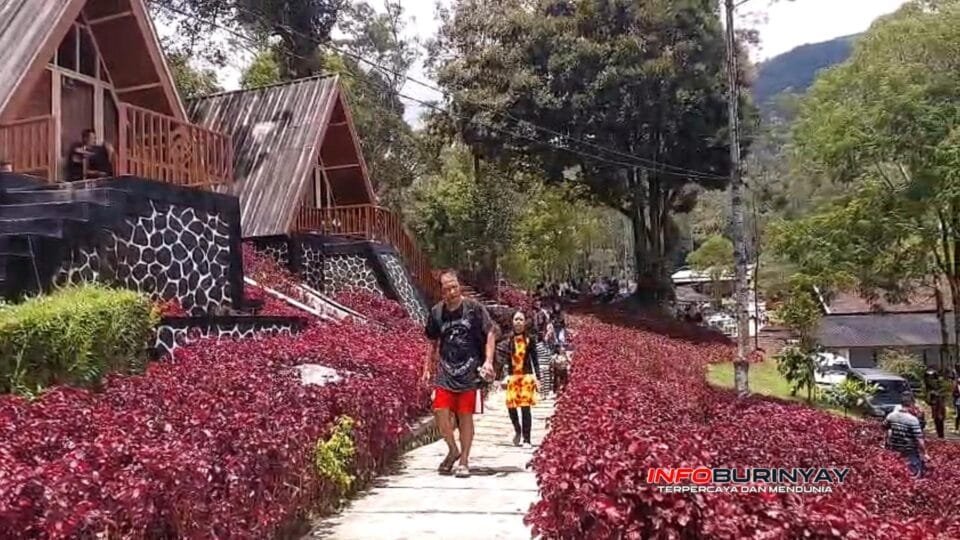 Wisatawan berjalan di area penginapan eMTe Highland Resort dengan latar cottage kayu dan taman berwarna merah di lereng Gunung Patuha