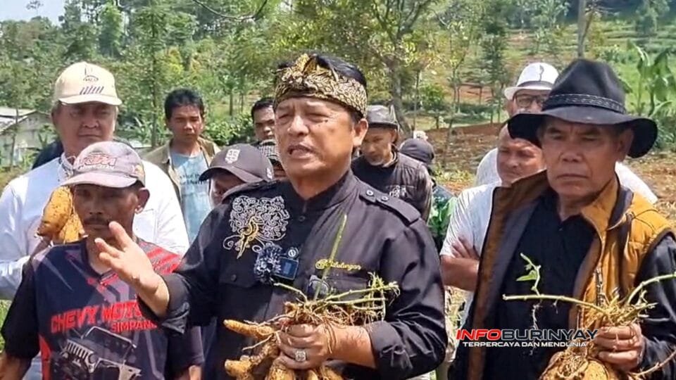 Dadang M. Naser berdialog dengan petani sambil memegang hasil panen ubi Cilembu di Desa Citaman, Nagreg, Kabupaten Bandung