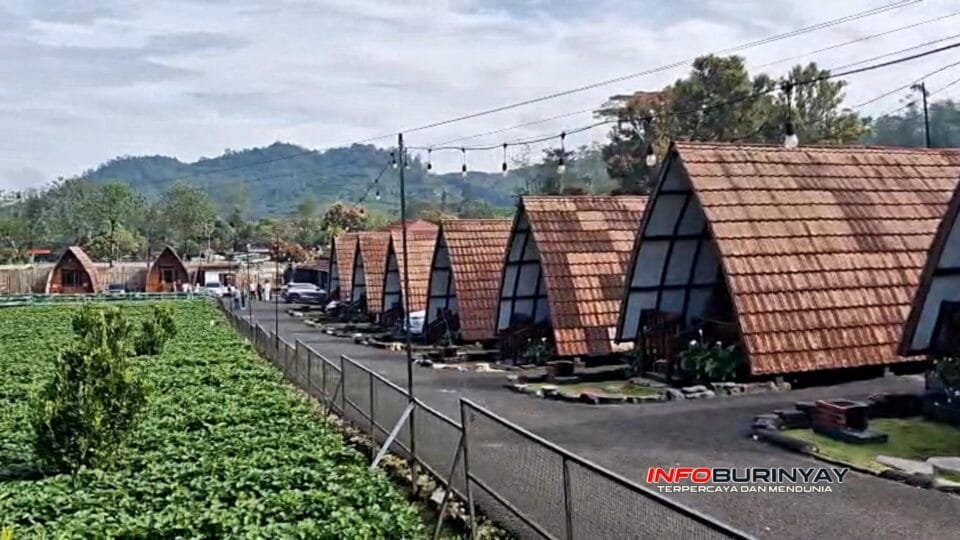 Deretan vila A-frame di Dusun Stroberi Walini dengan latar kebun stroberi dan perbukitan hijau kawasan Gunung Patuha