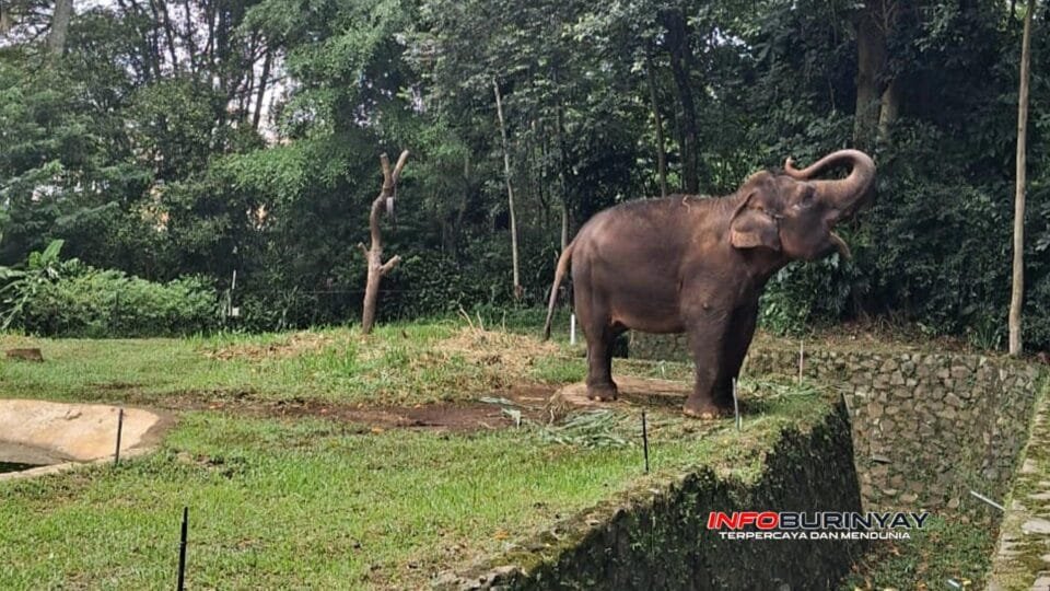 Gajah di Kebun Binatang Bandung berdiri di area kandang terbuka di tengah sorotan pengelolaan dan kesejahteraan satwa