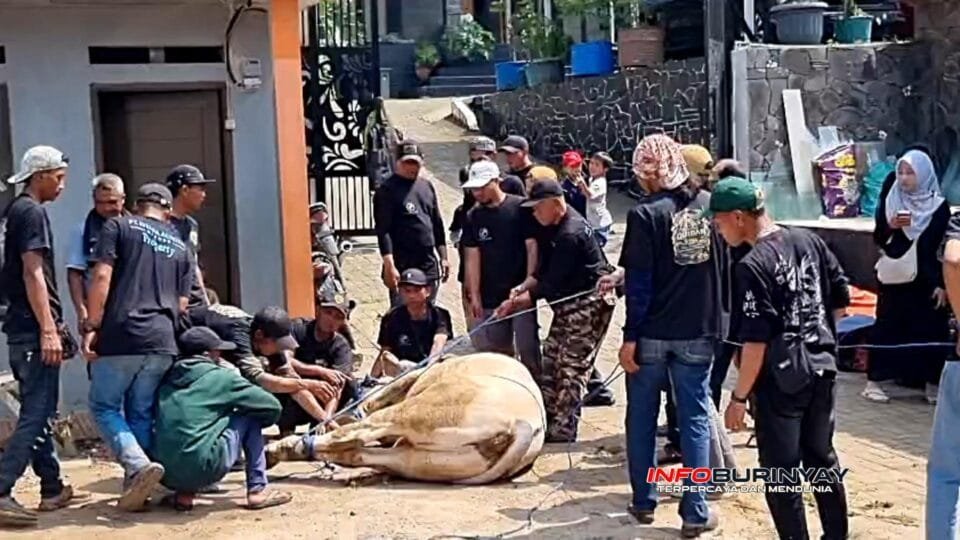 Proses penyembelihan sapi kurban oleh panitia dan karyawan PT Istana Aurora Makmur saat perayaan Idul Adha 1447 H di Cileunyi, Kabupaten Bandung.