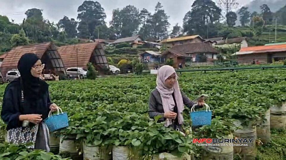 Wisatawan menikmati aktivitas petik stroberi di Dusun Stroberi Rancabali, Kabupaten Bandung, saat libur panjang 2026.