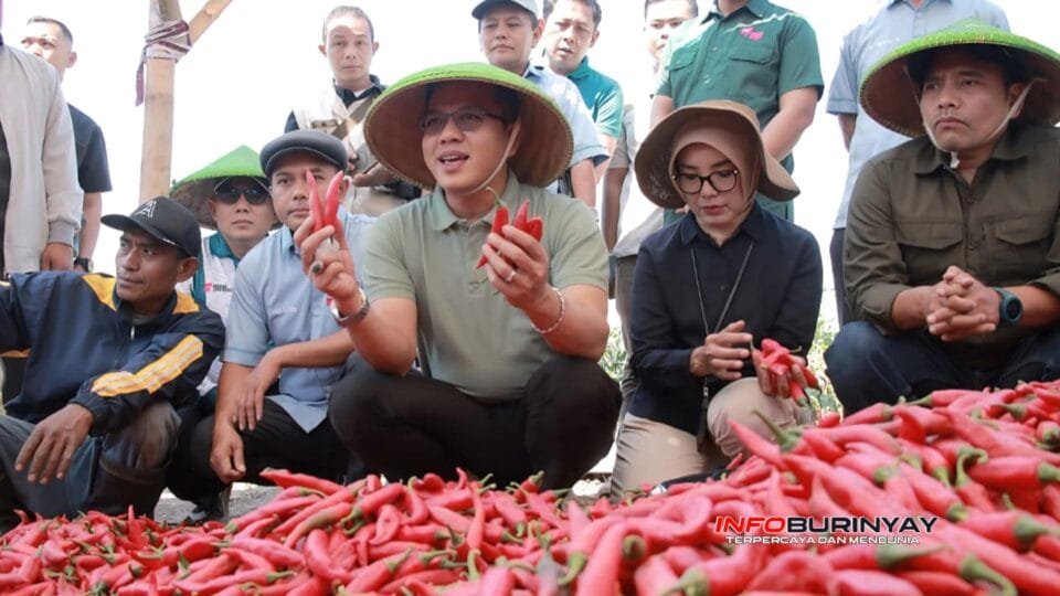 Bupati Bandung Dadang Supriatna meninjau hasil panen cabai merah varietas Tanjung bersama pengurus Koperasi Desa Merah Putih (KDMP) Desa Lengkong saat panen raya di Kecamatan Bojongsoang, Kabupaten Bandung.