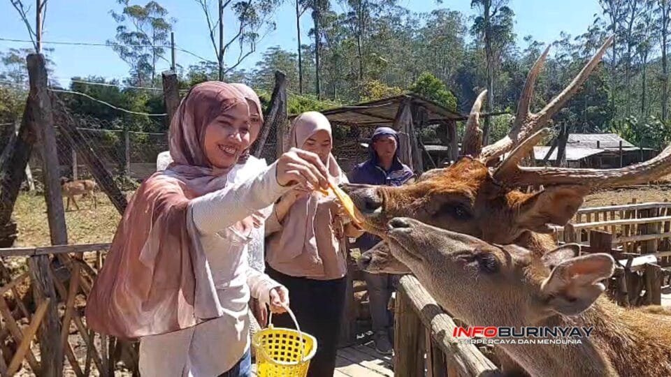 Wisatawan memberi pakan rusa di Penangkaran Rusa Ranca Upas, Rancabali, Kabupaten Bandung, yang kini dikelola PT Perhutani Alam Wisata (Palawi) sejak 1 Juni 2026.