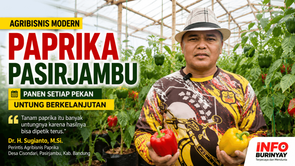 Dr. H. Sugianto, M.Si. menunjukkan budidaya paprika di greenhouse Desa Cisondari, Kecamatan Pasirjambu, Kabupaten Bandung yang mampu menghasilkan panen setiap pekan dengan sistem pertanian modern.