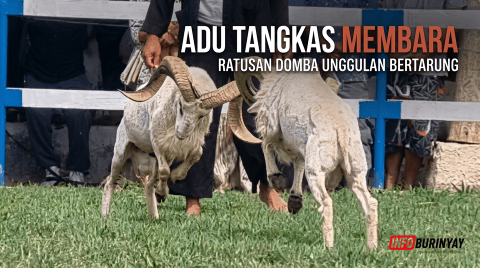 Latihan bersama ketangkasan domba di Pamidangan Dapoer Ngeboel Rancaekek