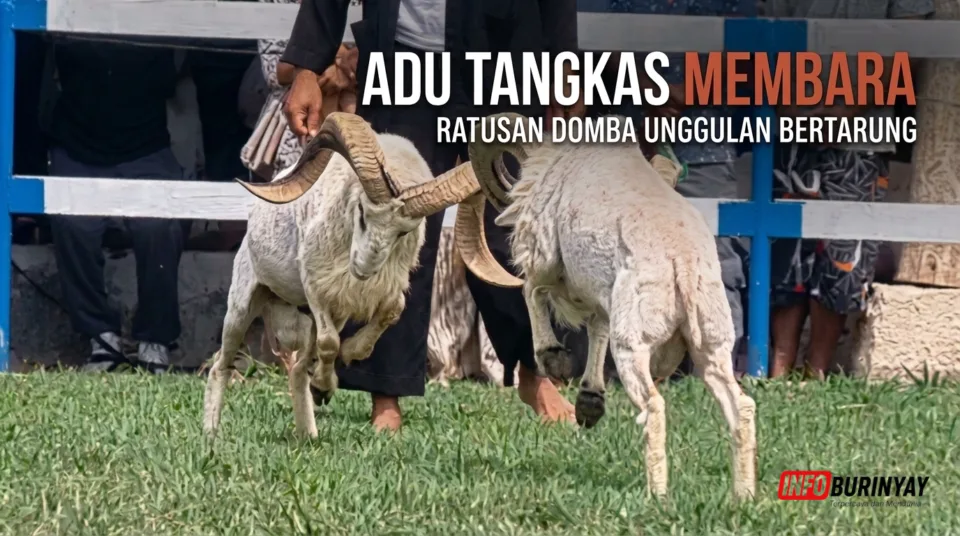 Latihan bersama ketangkasan domba di Pamidangan Dapoer Ngeboel Rancaekek