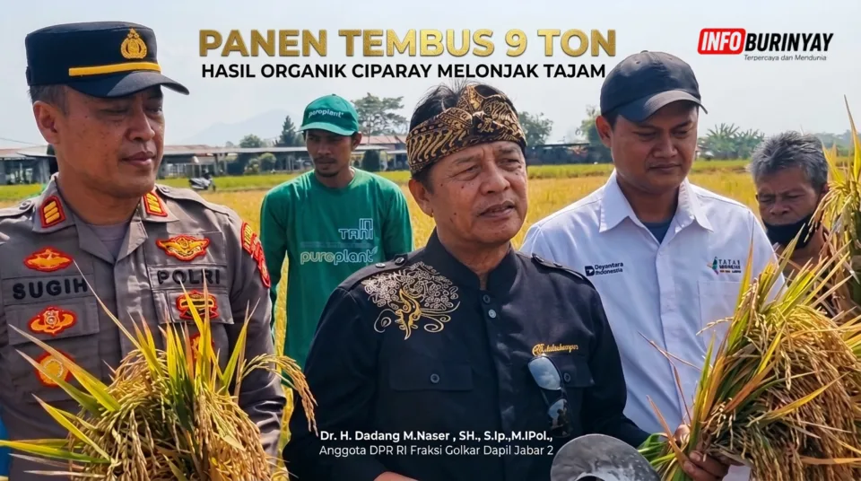 Dadang Naser panen padi demplot Ciparay tembus 9 ton dan dorong pertanian organik Jawa Barat